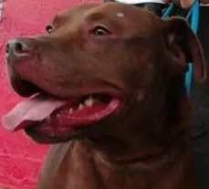 Cachorro ra a Pit-Bull idade 1 ano nome Hulk
