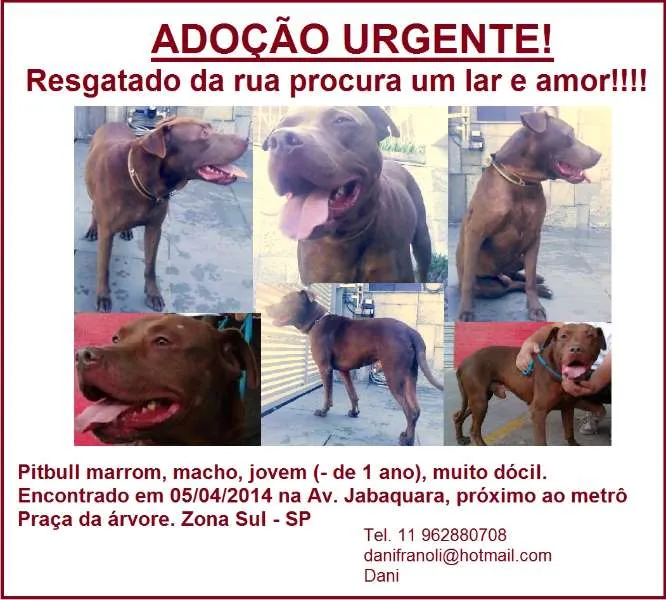 Cachorro ra a Pit-Bull idade 1 ano nome Hulk