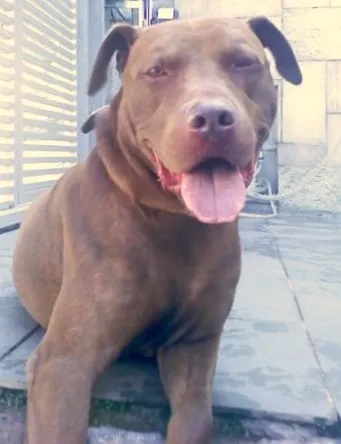 Cachorro ra a Pit-Bull idade 1 ano nome Hulk