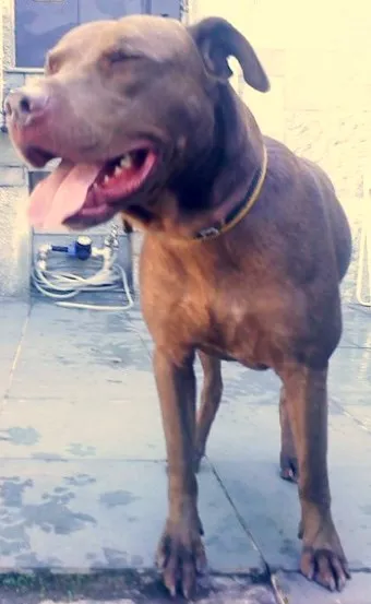 Cachorro ra a Pit-Bull idade 1 ano nome Hulk