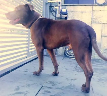 Cachorro ra a Pit-Bull idade 1 ano nome Hulk