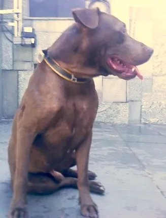 Cachorro ra a Pit-Bull idade 1 ano nome Hulk