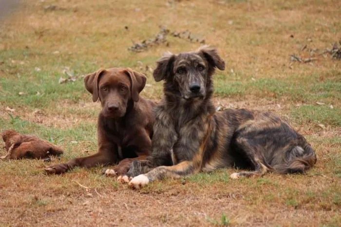 Cachorro ra a Labrador e Rodesian idade 2 a 6 meses nome Morena e Lisboa