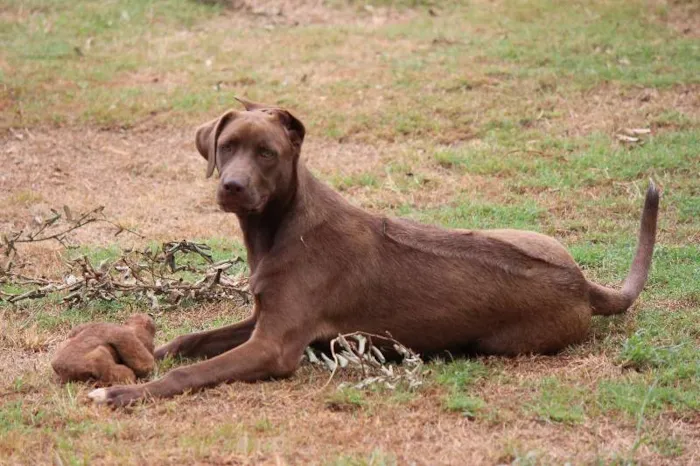 Cachorro ra a Labrador e Rodesian idade 2 a 6 meses nome Morena e Lisboa