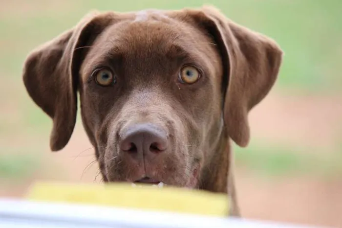 Cachorro ra a Labrador e Rodesian idade 2 a 6 meses nome Morena e Lisboa