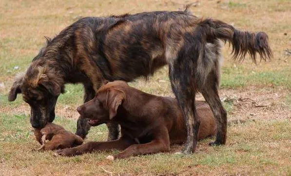 Cachorro ra a Labrador e Rodesian idade 2 a 6 meses nome Morena e Lisboa