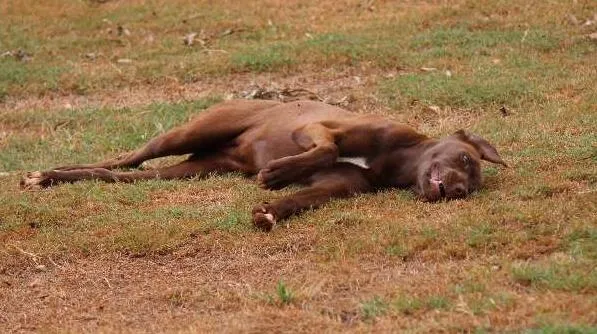 Cachorro ra a Labrador e Rodesian idade 2 a 6 meses nome Morena e Lisboa