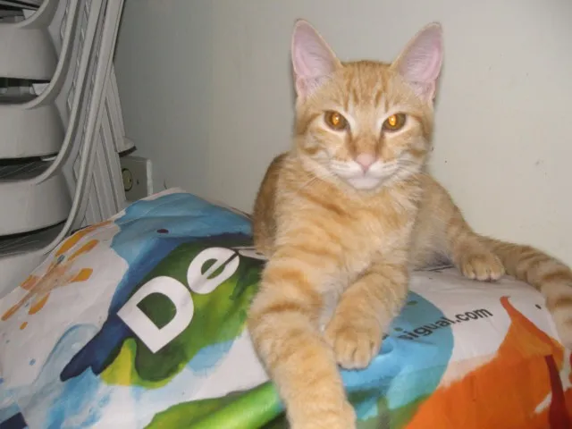Gato ra a SRD idade 2 a 6 meses nome PEPERONI