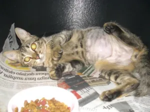 Gato raça SRD idade 2 a 6 meses nome MUSSARELA
