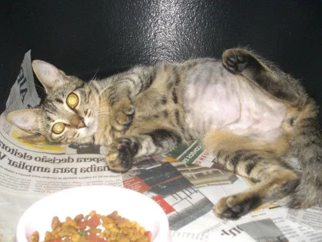 Gato ra a SRD idade 2 a 6 meses nome MUSSARELA