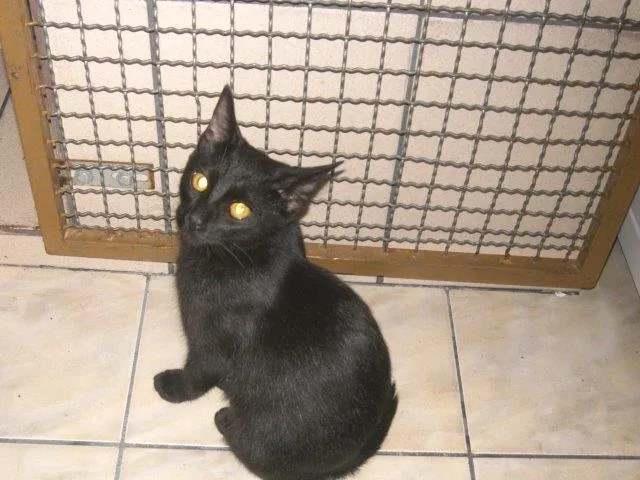 Gato ra a SRD idade 2 a 6 meses nome MARGUERITA