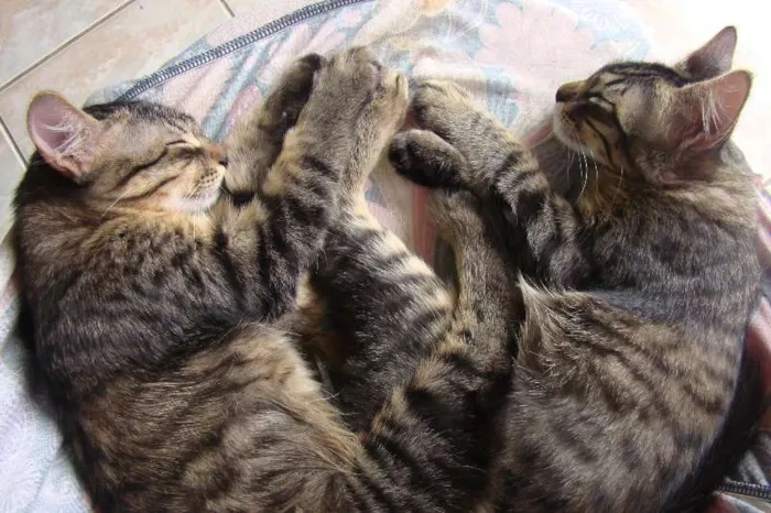 Gato ra a SRD idade 7 a 11 meses nome Helton e Juju