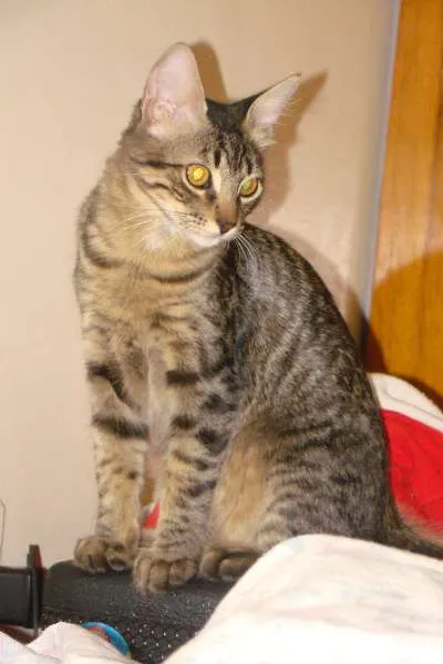 Gato ra a SRD idade 7 a 11 meses nome Helton e Juju