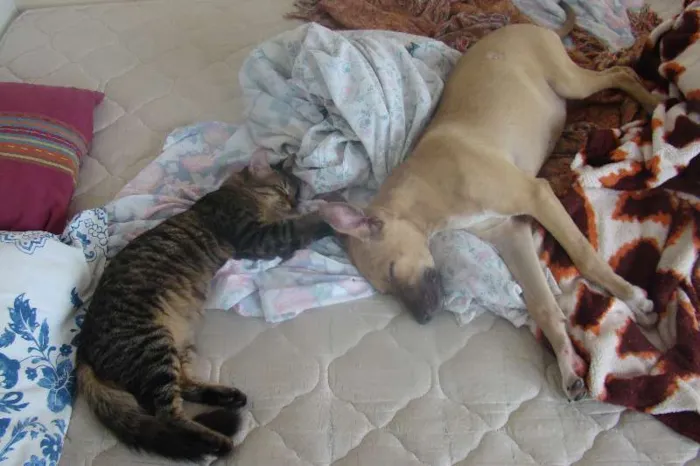 Gato ra a SRD idade 7 a 11 meses nome Helton e Juju