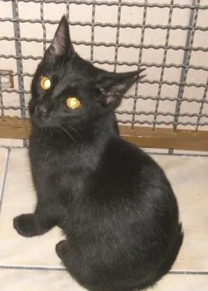 Gato raça SRD idade 2 a 6 meses nome MARGUERITA
