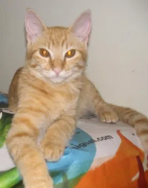 Gato raça SRD idade 2 a 6 meses nome PEPERONI