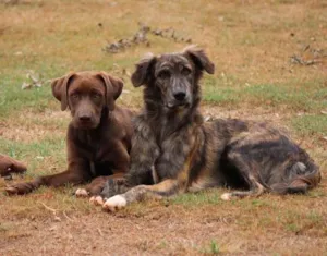 Cachorro raça Labrador e Rodesian idade 2 a 6 meses nome Morena e Lisboa