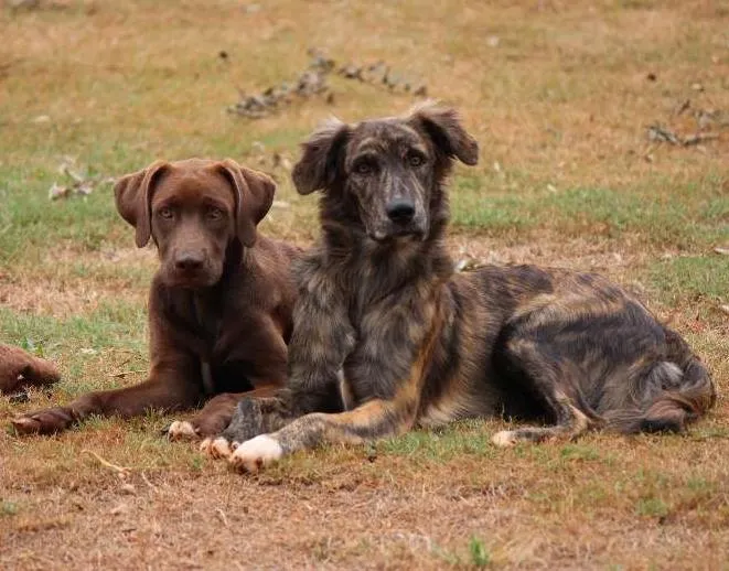 Cachorro ra a Labrador e Rodesian idade 2 a 6 meses nome Morena e Lisboa
