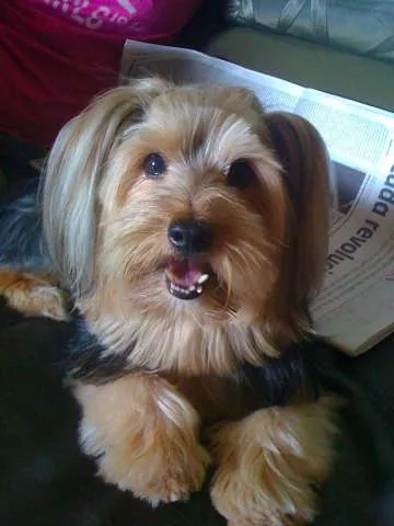 Cachorro raça Yorkshire idade 6 ou mais anos nome Bidu