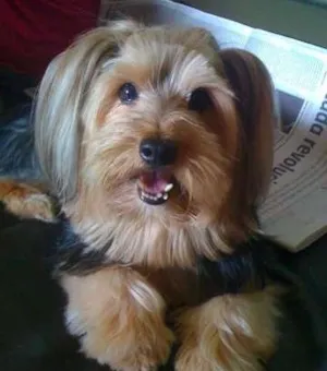 Cachorro raça Yorkshire idade 6 ou mais anos nome Bidu