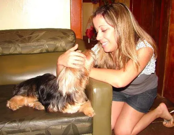 Cachorro raça Yorkshire idade 6 ou mais anos nome Bidu