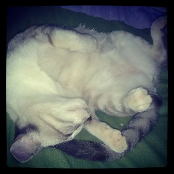Gato ra a  idade 2 a 6 meses nome Mila