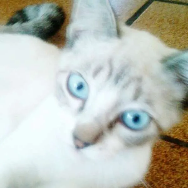 Gato ra a  idade 2 a 6 meses nome Mila