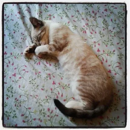 Gato ra a  idade 2 a 6 meses nome Mila