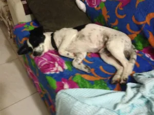 Cachorro raça SRD idade 1 ano nome Breno