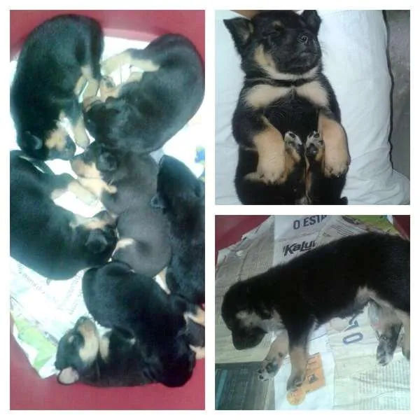 Cachorro ra a Não si idade Abaixo de 2 meses nome Filhotes