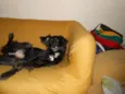 Dominique