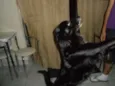 Dominique