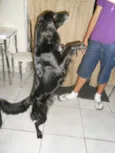 Dominique