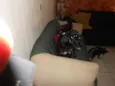 Dominique