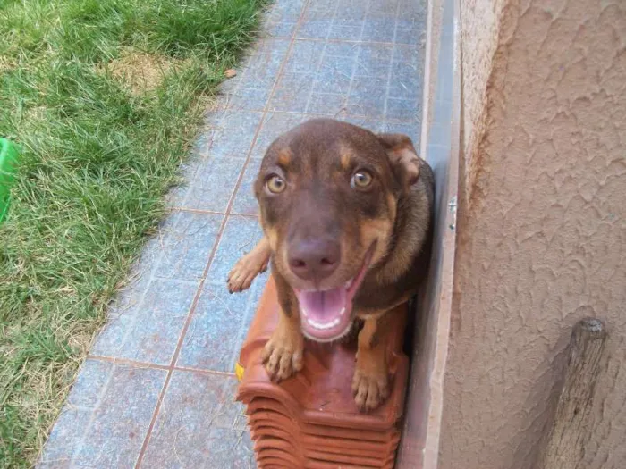 Cachorro ra a NÃO IDENTIFICADA  idade 7 a 11 meses nome ZEUS