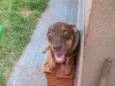 ZEUS