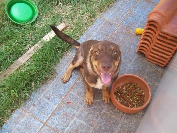 Cachorro ra a NÃO IDENTIFICADA  idade 7 a 11 meses nome ZEUS