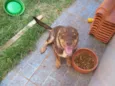 ZEUS