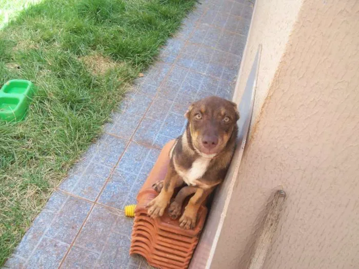 Cachorro ra a NÃO IDENTIFICADA  idade 7 a 11 meses nome ZEUS