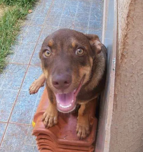 Cachorro ra a NÃO IDENTIFICADA  idade 7 a 11 meses nome ZEUS