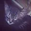 Gato ra a  idade 2 a 6 meses nome Romeu/José