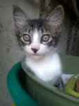Romeu/José