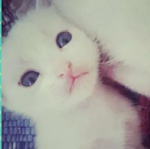 Gato raça  idade Abaixo de 2 meses nome Branquinhos