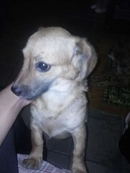 Cachorro ra a mestiça idade 7 a 11 meses nome kitty