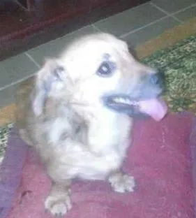 Cachorro raça mestiça idade 7 a 11 meses nome kitty