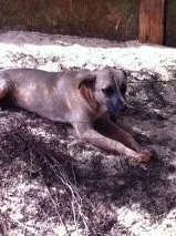 Cachorro ra a SRD idade 6 ou mais anos nome Zorro