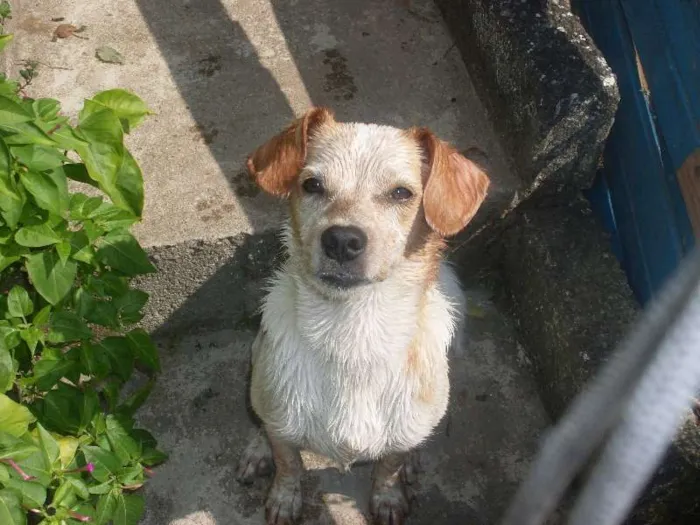 Cachorro ra a desconhecida idade 1 ano nome bily