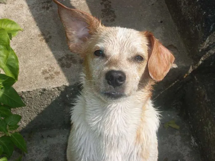 Cachorro ra a desconhecida idade 1 ano nome bily