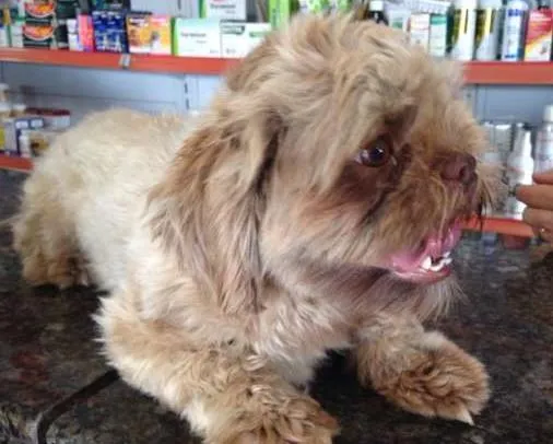 Cachorro ra a Lhasa Apso idade 3 anos nome NÃO SEI