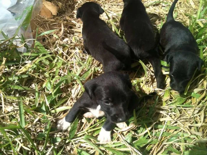 Cachorro raça Vira-Lata idade Abaixo de 2 meses nome Sem nome